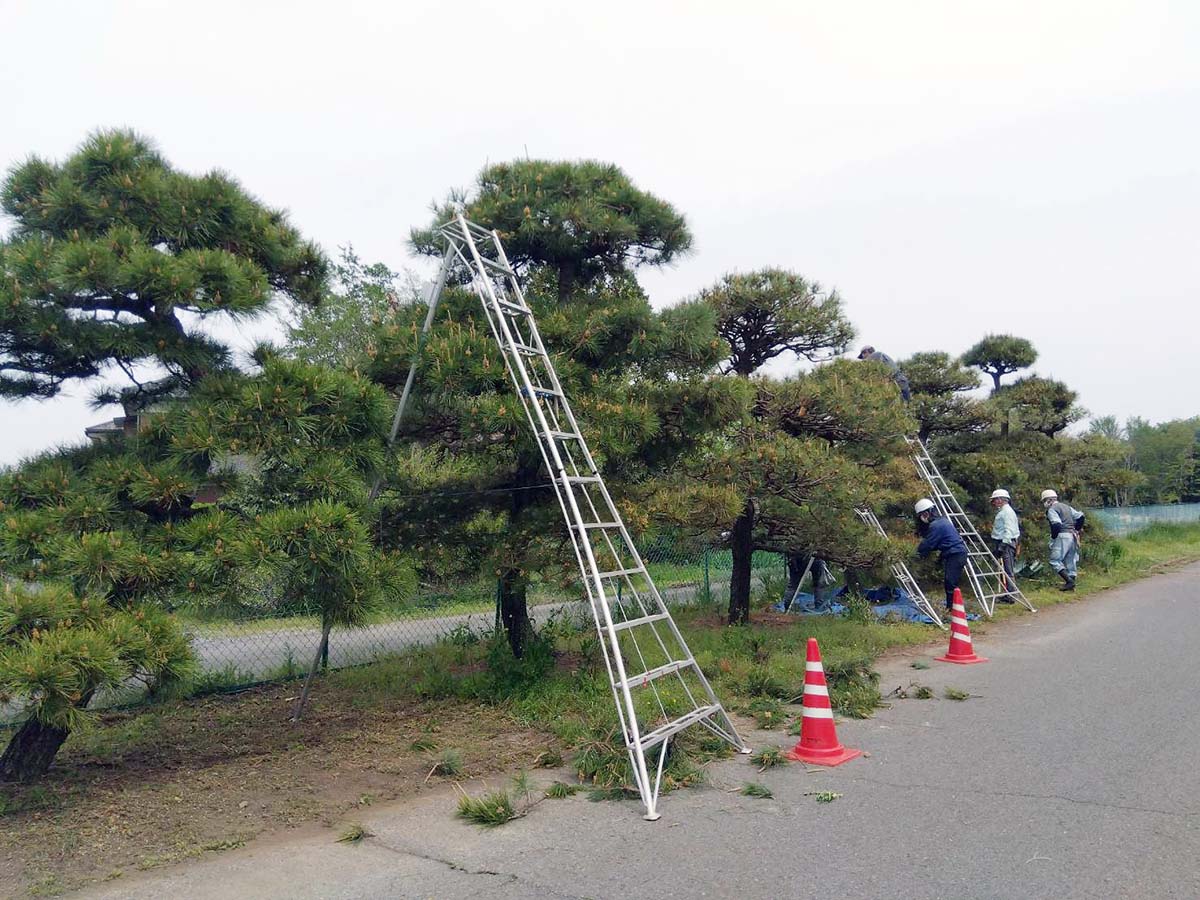 平菊会の松の手入れの写真