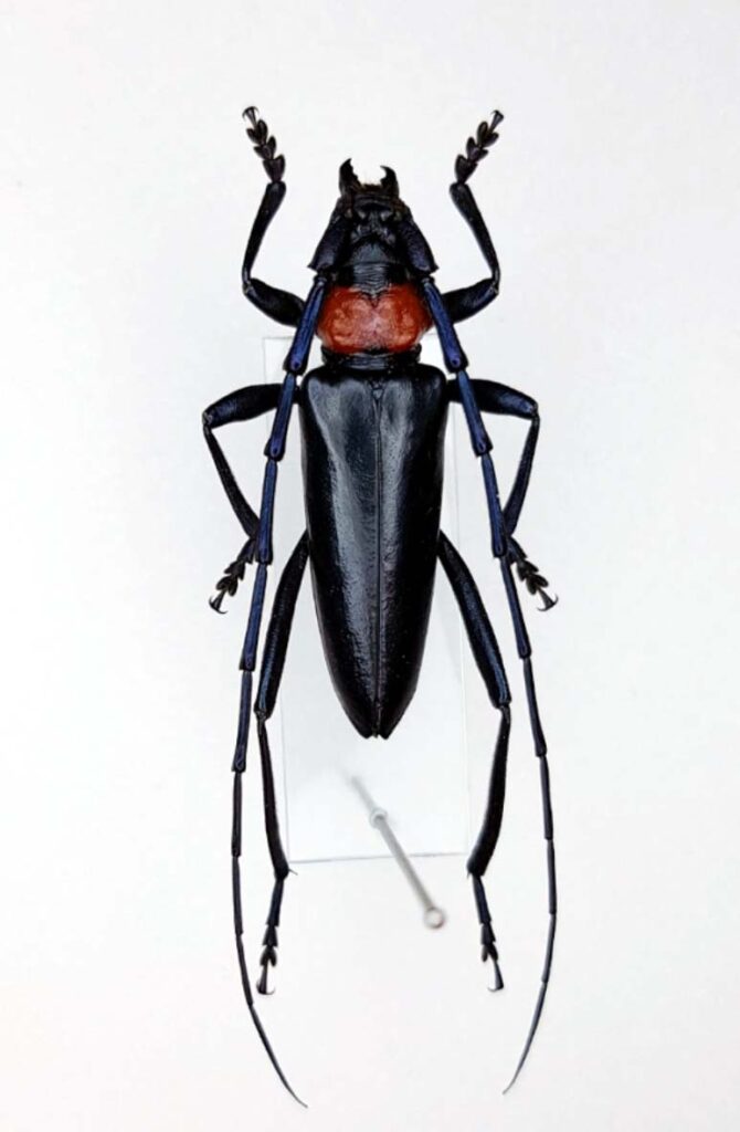 クビアカツヤカミキリ