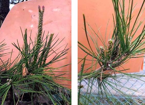 平菊会 令和7年 マツのミドリ摘み講習会