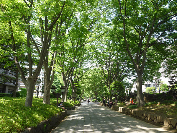 大宮氷川神社の参道のケヤキ