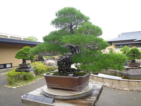 埼玉県大宮の盆栽美術館