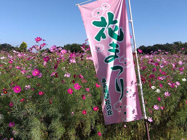 鼻高展望　花の丘　コスモス祭り