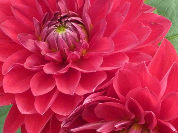 両神山麓花の郷　ダリア園