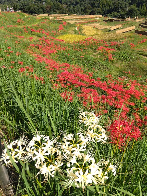 寺坂棚田の彼岸花