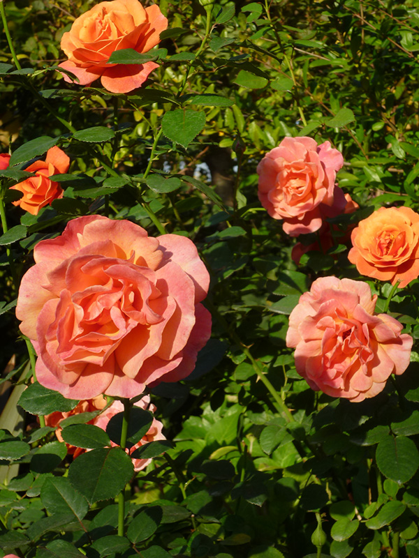 横浜イングリッシュガーデンの秋バラ