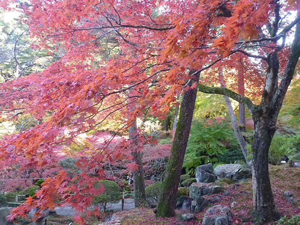 徳明園の紅葉（群馬県）