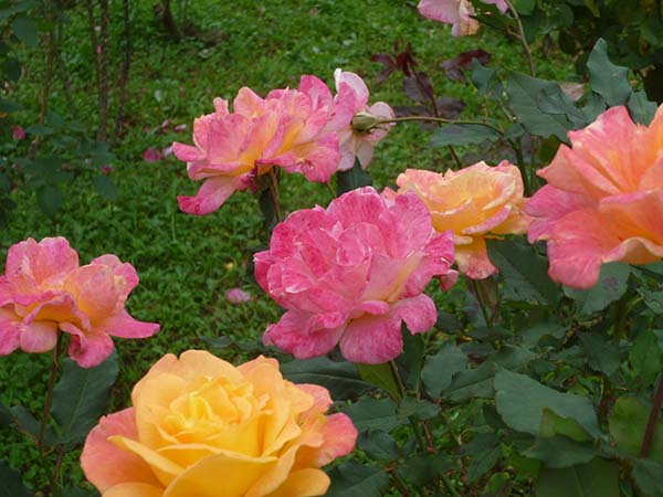 生田緑地の秋バラ（神奈川県川崎市）