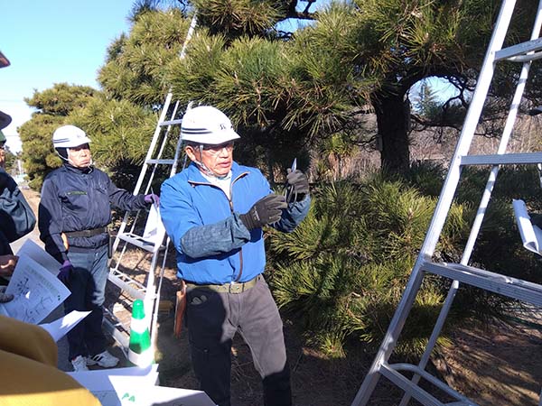 平菊会 令和8年 松のもみあげ