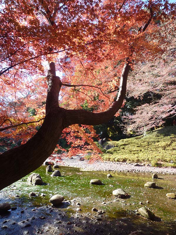小石川後楽園の紅葉（東京都）