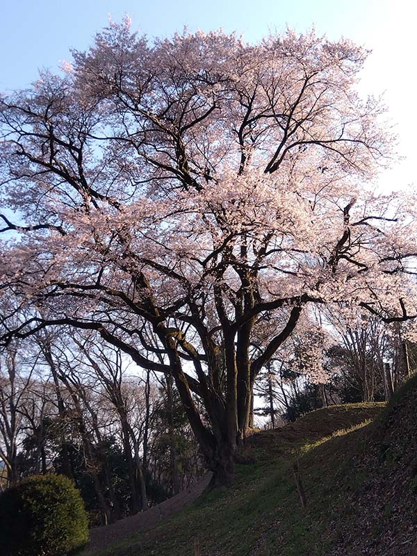 氏邦桜 うじくにざくら (埼玉県寄居町)