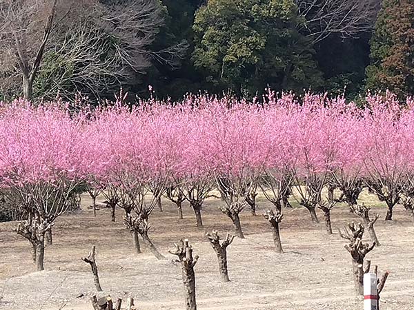 桃源郷(埼玉県小川町)
